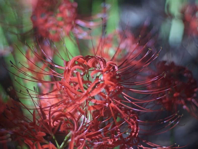 巾着田　曼珠沙華　彼岸花