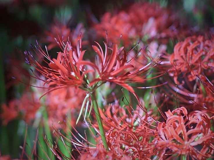 巾着田　曼珠沙華　彼岸花