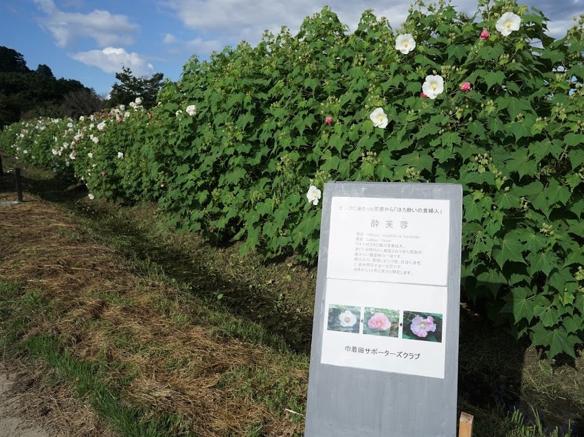 酔芙蓉