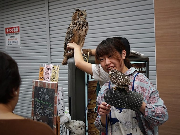 新仲見世　フクロウカフェ