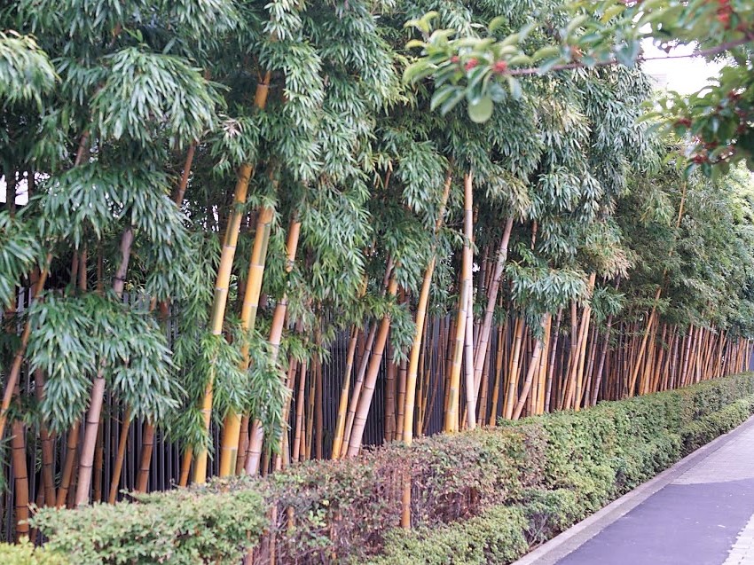 根津美術館　表参道