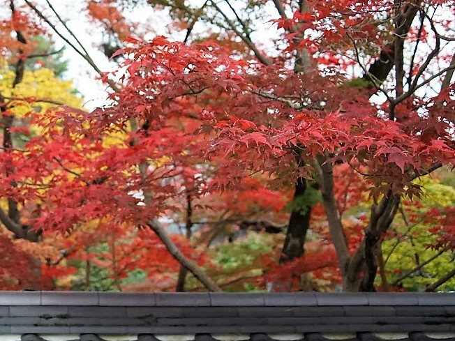 京都　禅林寺　永観堂　紅葉