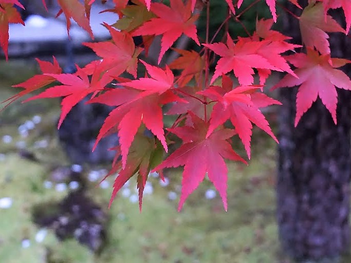 京都　禅林寺　永観堂　紅葉