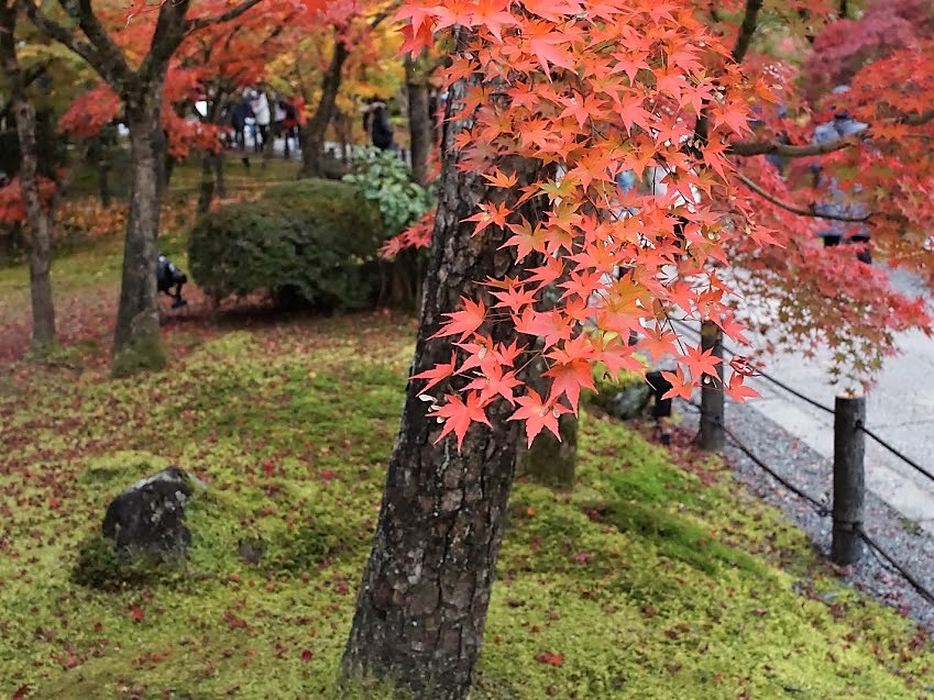 京都　禅林寺　永観堂　紅葉