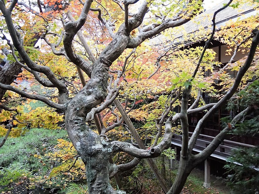 京都　禅林寺　永観堂　紅葉