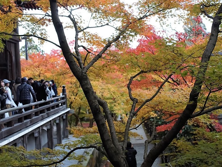 京都　禅林寺　永観堂　紅葉