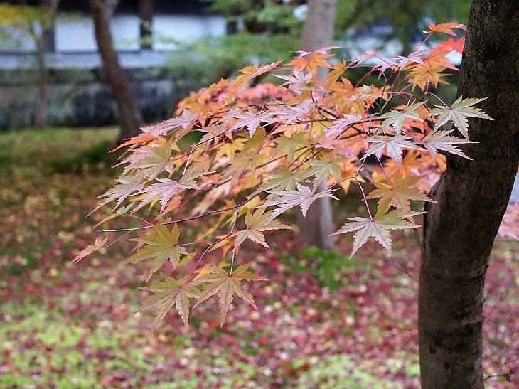 京都　禅林寺　永観堂　紅葉