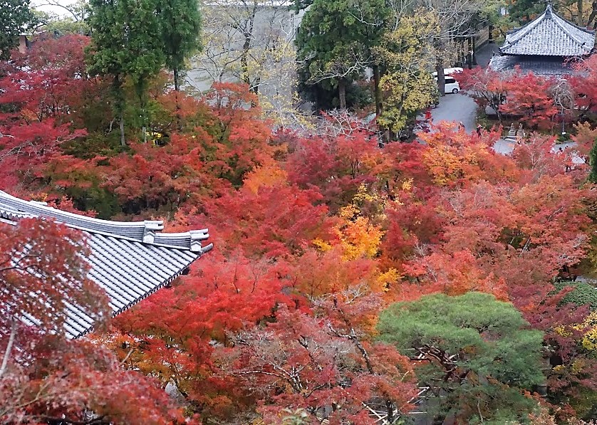 京都　禅林寺　永観堂　紅葉