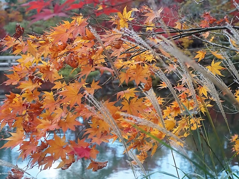 京都　禅林寺　永観堂　紅葉