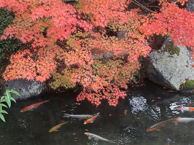 京都　禅林寺　永観堂　紅葉