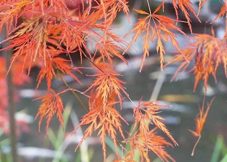 京都　禅林寺　永観堂　紅葉