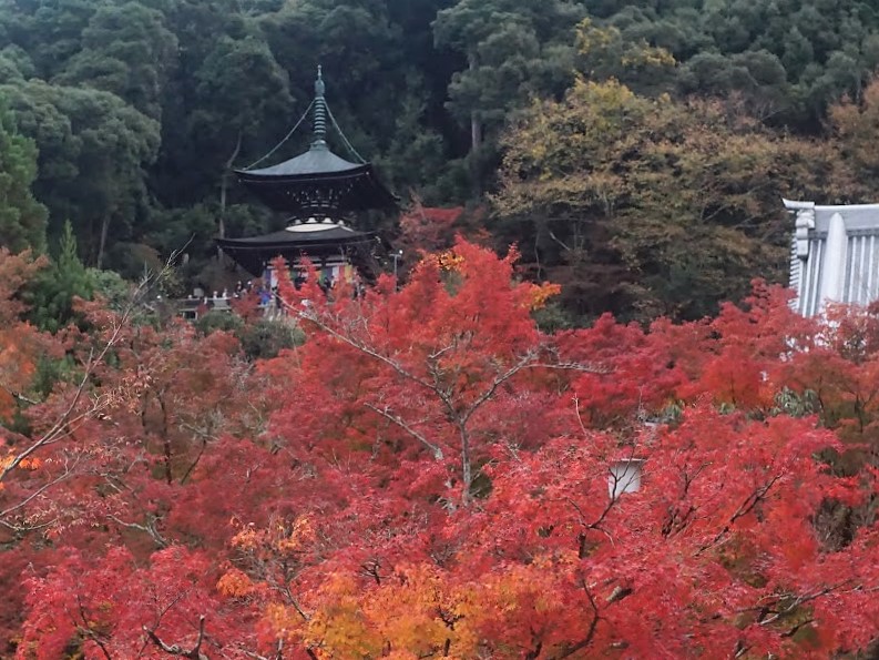 京都　禅林寺　永観堂　紅葉