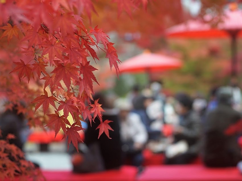 京都　禅林寺　永観堂　紅葉