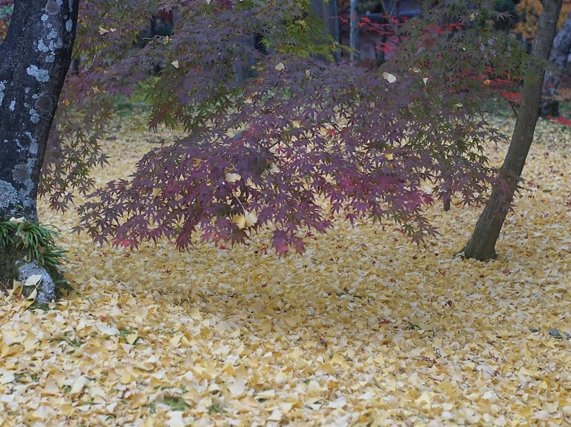 京都　禅林寺　永観堂　紅葉