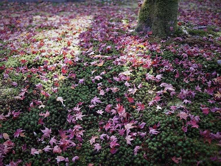 京都　東福寺　紅葉
