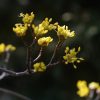 山茱萸 （さんしゅゆ）の花