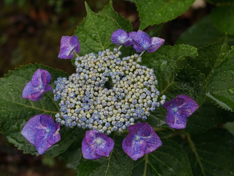 アジサイの蕾