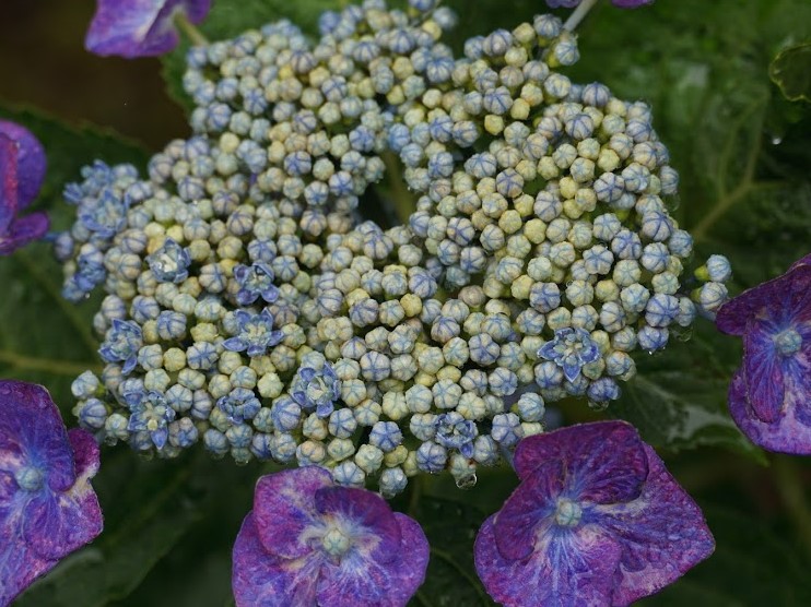 あじさいの蕾