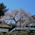 安楽寺の枝垂れ桜