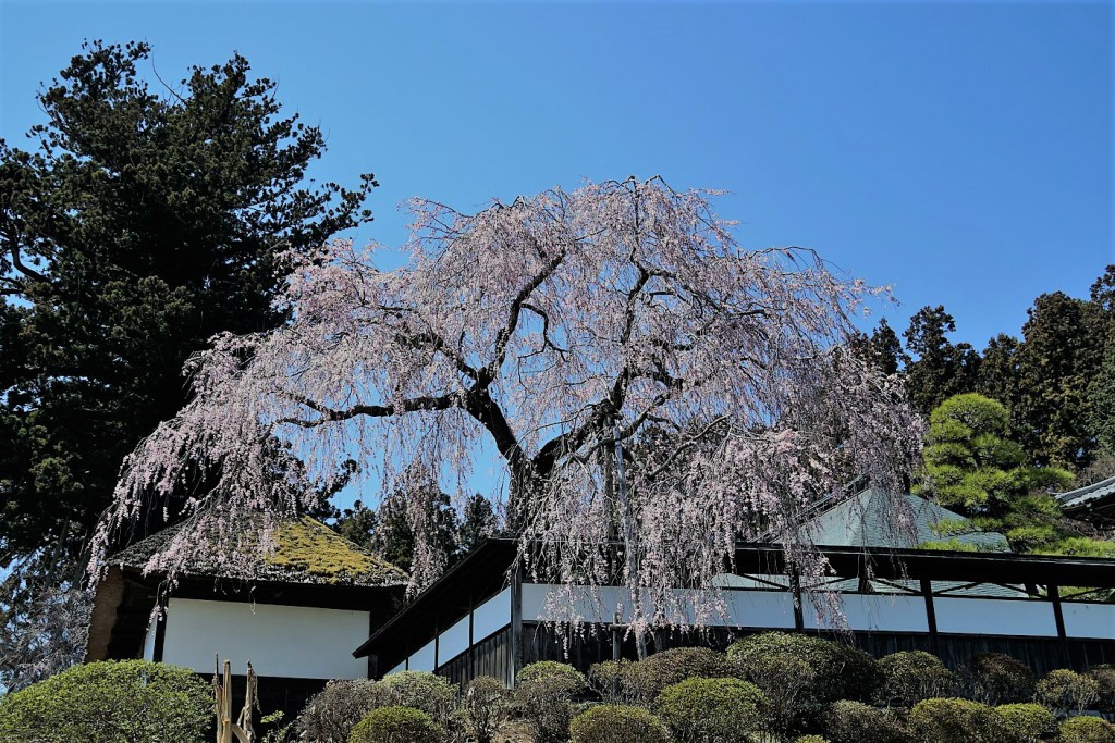安楽寺の枝垂れ桜