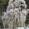 梅岩寺　枝垂れ桜