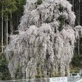 梅岩寺　枝垂れ桜