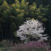 ２０１９　桜