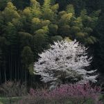 ２０１９　桜