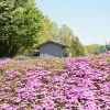 狭山丘陵　芝桜ガーデン