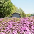 狭山丘陵　芝桜ガーデン