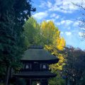 あきる野　五日市　広徳寺　イチョウ