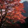 奥多摩　いろは楓　紅葉