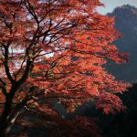 奥多摩　いろは楓　紅葉
