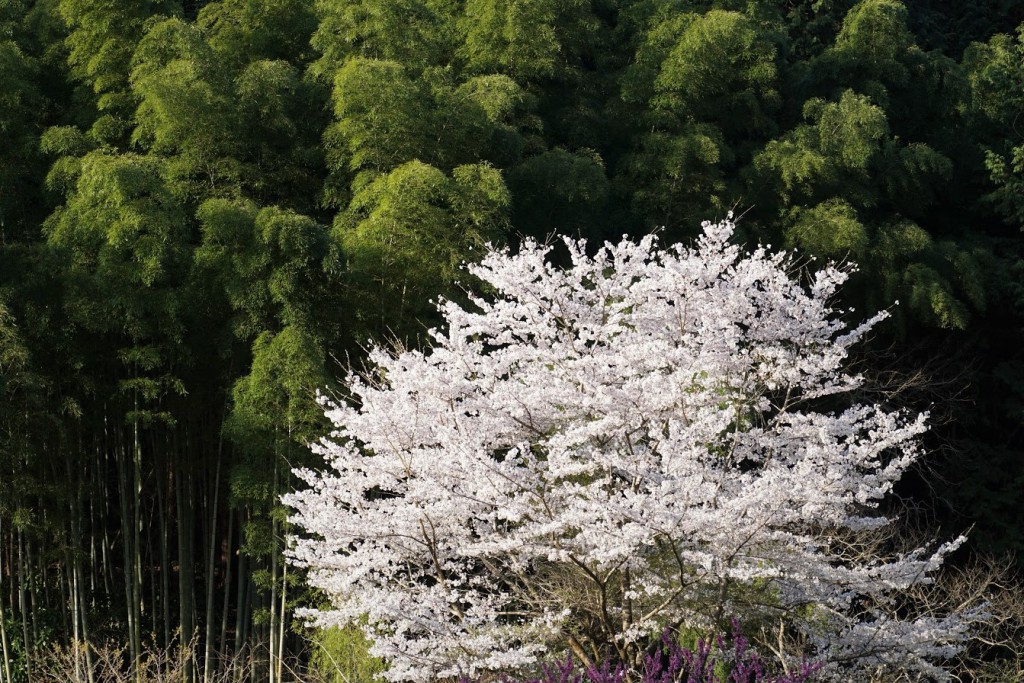竹林と桜