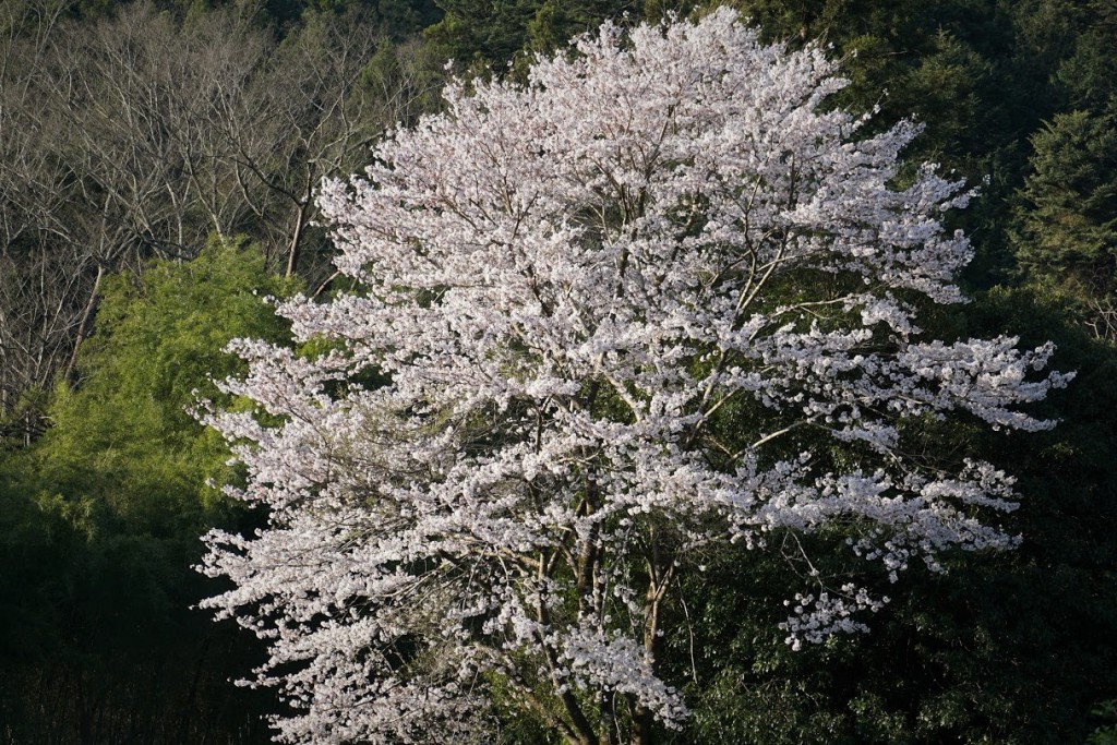 山の中の桜