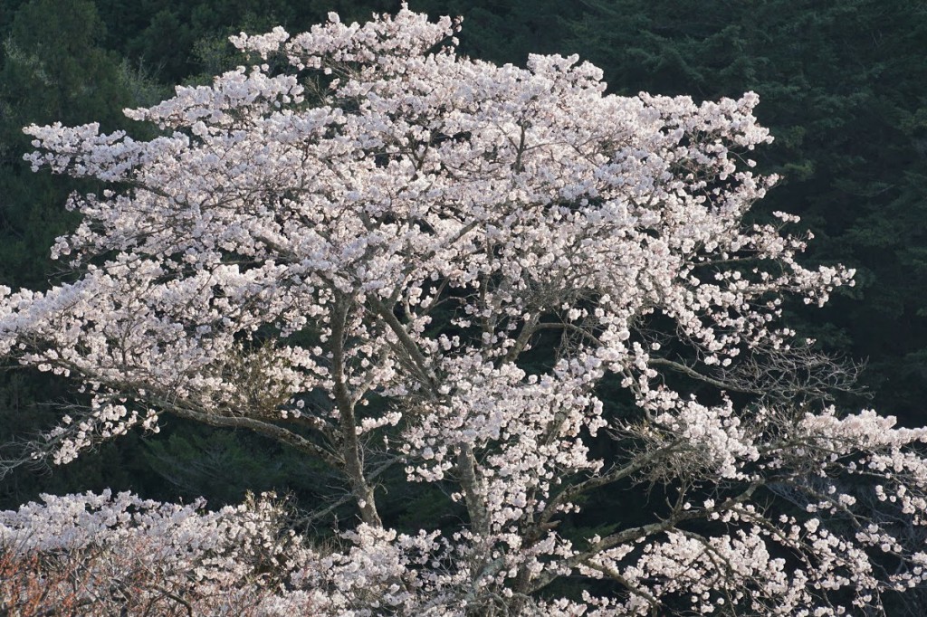山をバックにした桜