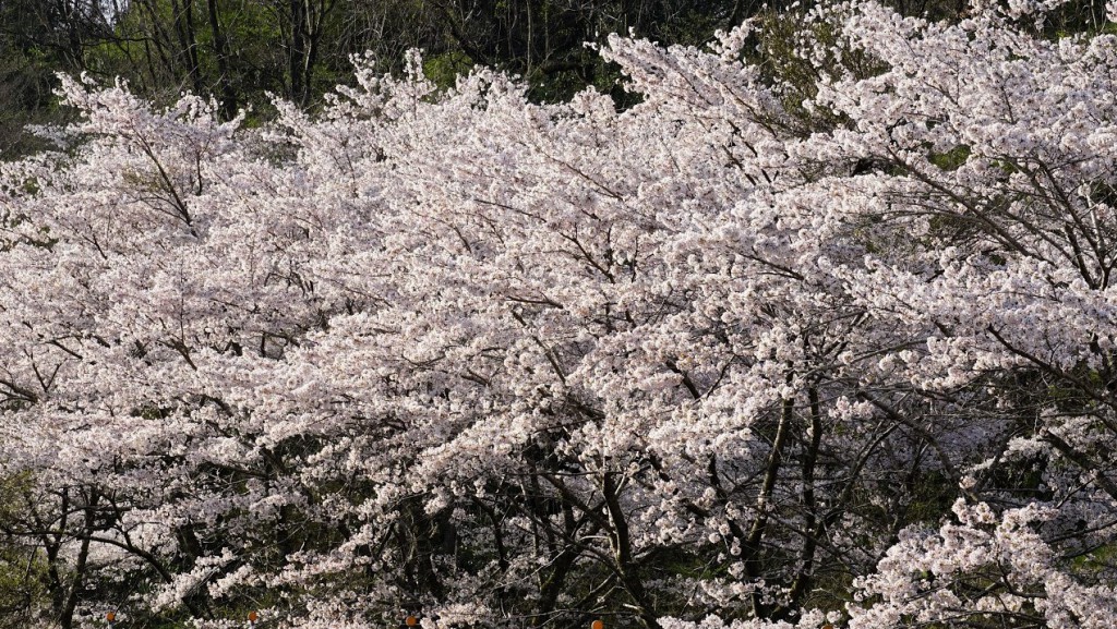 桜並木
