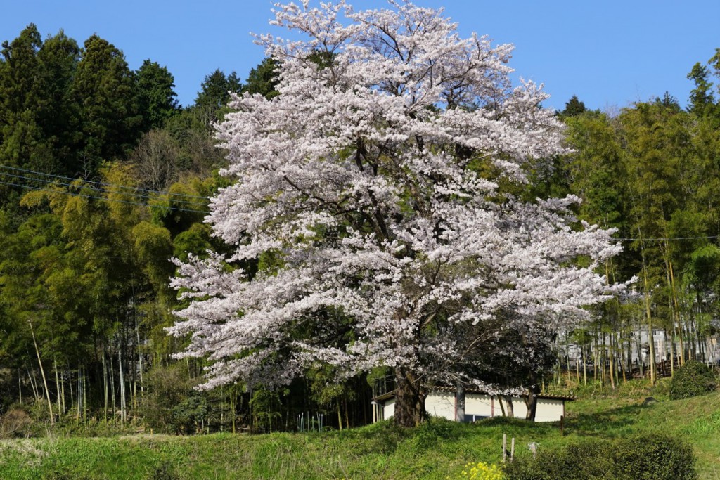 丘に咲く桜