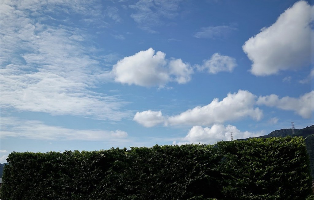 ゴールドクレストと秋の空