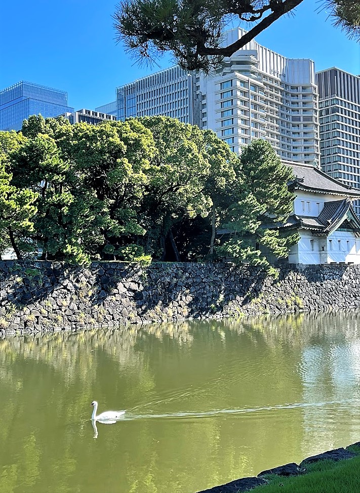 皇居お堀 白鳥 ビル