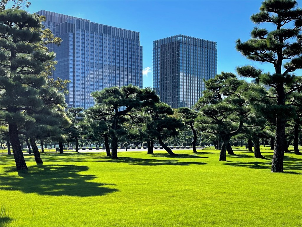 皇居前広場から芝生 松 ビル 青空