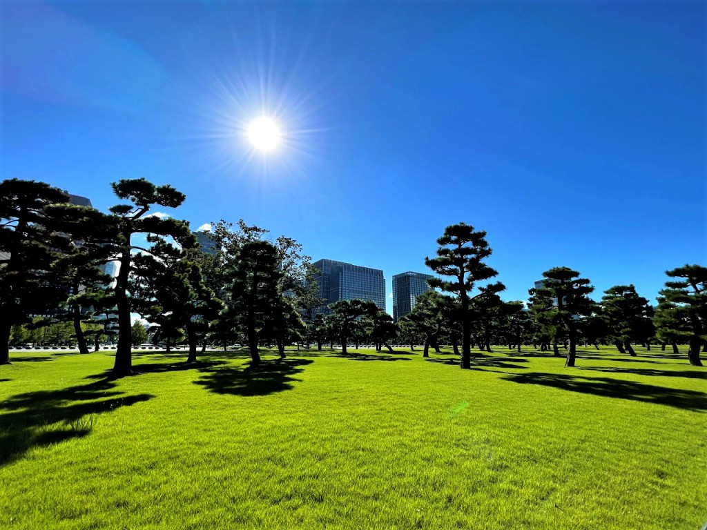 皇居前広場の松 青空 太陽