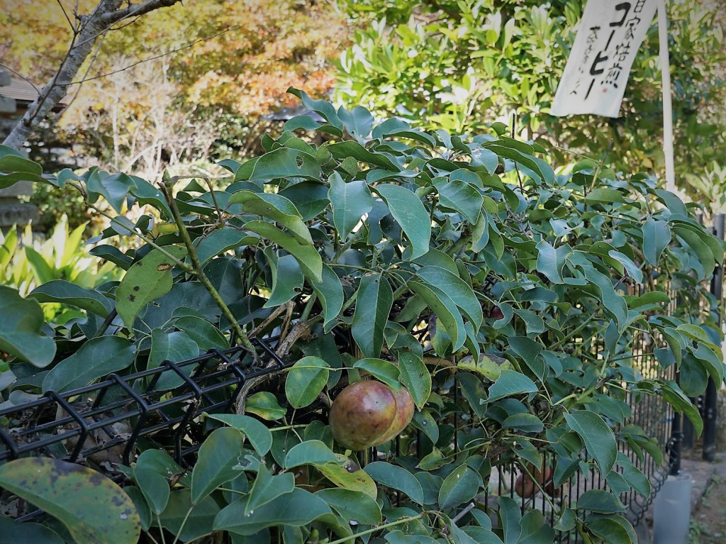 あきる野　喫茶　むべ　実ったむべ