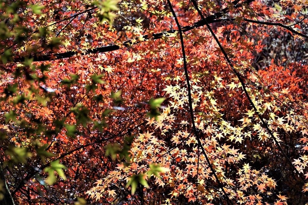 京都嵯峨野宝筐院 紅葉