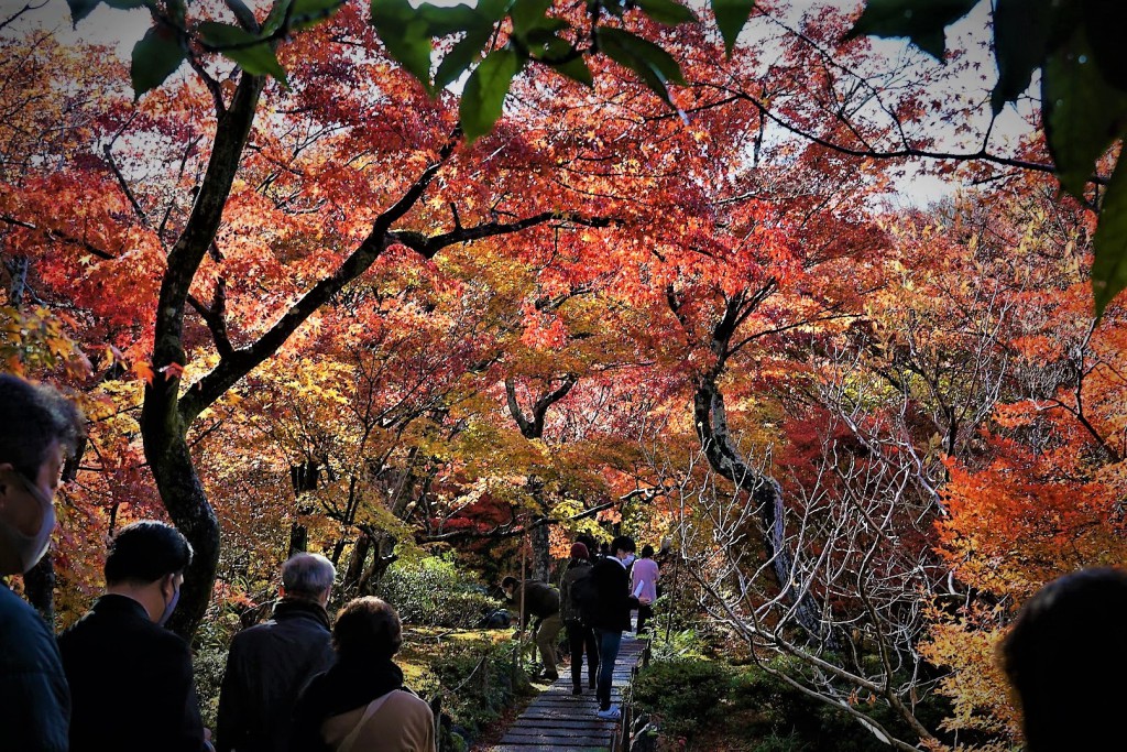 京都嵯峨野宝筐院 紅葉 トンネル