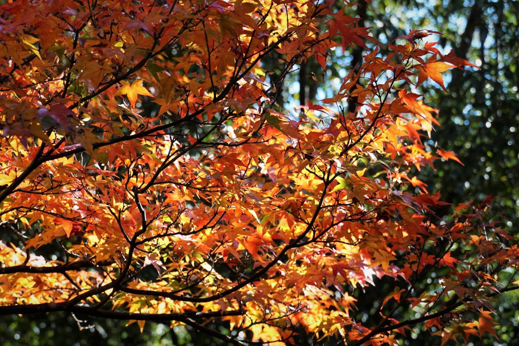 京都嵯峨野宝筐院 庭園の紅葉