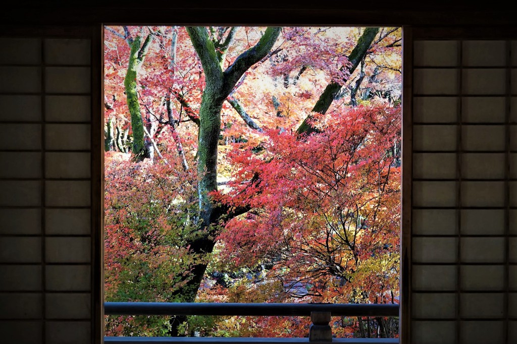 京都嵯峨野宝筐院 紅葉 窓越し