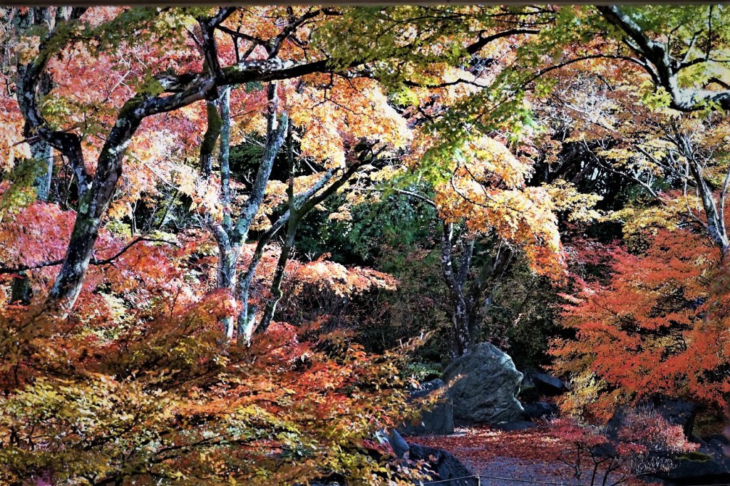京都嵯峨野宝筐院 紅葉