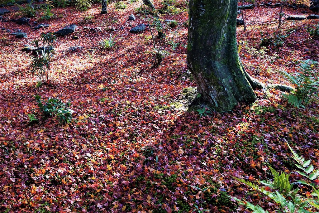 京都嵯峨野宝筐院 紅葉 落ち葉