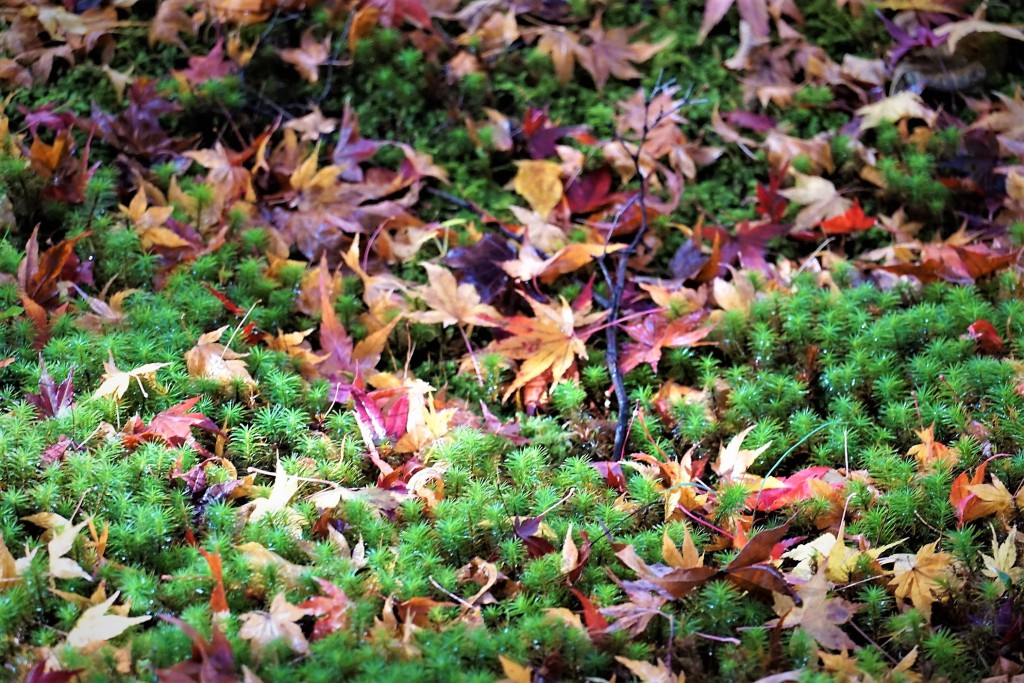 京都嵯峨野宝筐院 苔の上の紅葉